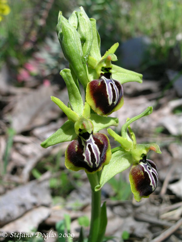 Ophrys aesculapii